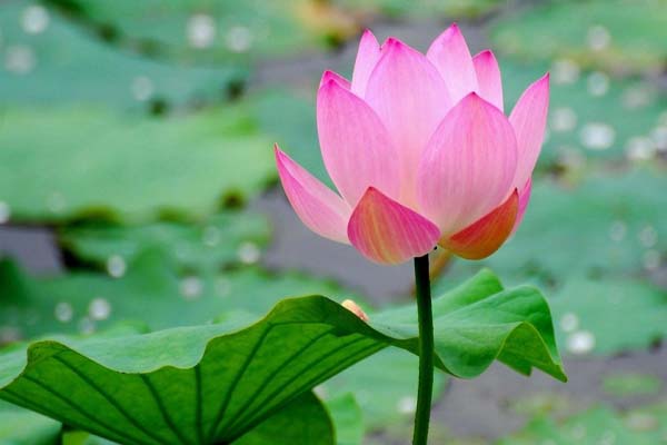 ý nghĩa của hoa sen trong phong thủy Hoa sen giúp không gian trở nên dịu nhẹ, thư thái